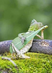 lizard guitar