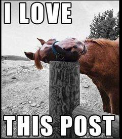 horse loves post